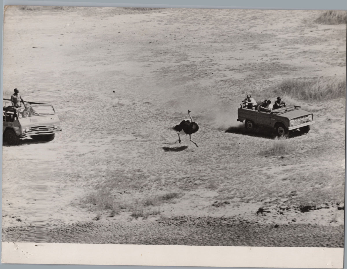 Ostrich Running Between Open Vehicles — A01004