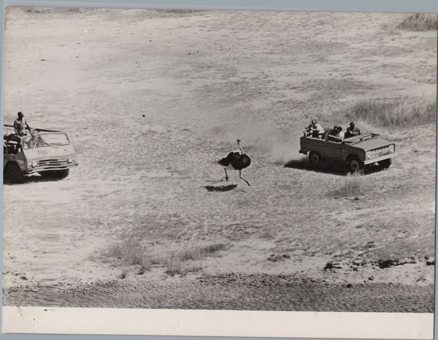 Ostrich Running Between Open Vehicles