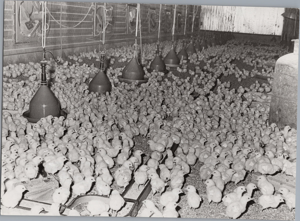 Young Chicks in a Poultry House — front