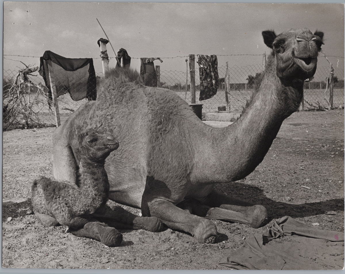 Camel and Calf Resting Outdoors — front